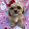 Shih Tzu mix Male puppies 