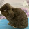 🏆 Chocolate Holland Lop Buck