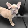 French Bulldog Puppies ~ AKC~
