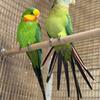 Barabands / Superb Parrots