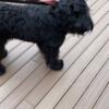 Black Russian Terrier