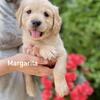 AKC Golden Retriever Female Puppy