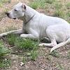 Dogo Argentino pups
