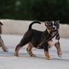American bully pup 