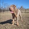 RARE Chinese Shar-Pei Male Stud Available.