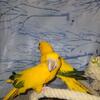 Golden Conure Pair 