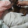 8 week Brindle Male 