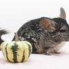 Adult Standard Grey Female Chinchilla Up for Adoption -- "Peg Leg Polly"