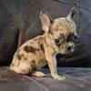 8 weeks old Mini fluffy Merle frenchies