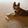 Pomsky