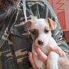 Jack Russell litter of 8- ALL PUPPIES SOLD!