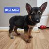 AKC German Shepherd Puppies
