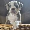 OLDE ENGLISH BULLDOGGE  PUPPS 