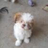 Prue Bred Shih Tzu Puppies ready to find forever home
