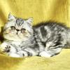 Stunning Silver Tabby Exotic Shorthair Boy!