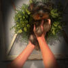 Male yorkie 
