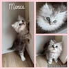 Ragdoll/Silver Doll Faced Persian Kittens 