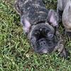 Frenchie puppy