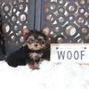 Colt Adorable Teacup Yorkie