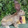 German Giant rabbit