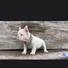 French bulldog fluffy male female merle standard