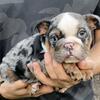Cookie, English Bulldog Female