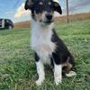 Collie Aussie mix puppies