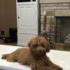 11 month old female Goldendoodle G2 