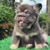 French bulldog puppies 