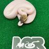 Baby ball pythons 