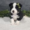 AKC MINI AUSTRALIAN SHEPHERD PUPPIES 