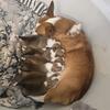 Super sweet, lovable  Corgis 😍