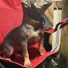 Tri Micro Bully female 