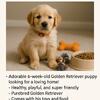 Golden Retriever Puppy for Sale – $700