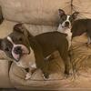 Old Boston Bulldogs 