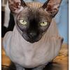 Bambino Sphynx Male For Stud Service