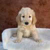 GOLDENDOODLE PUPPIES- OMG GORGEOUS! 352-553-2778