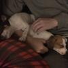 Beagle cross Jack Russell Chihuahua to good homes!