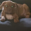 American bully’s  puppy male