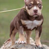 American Bully Female Chocolate tri color