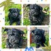 Yorkshire Terrier/Miniature Poodle pups 