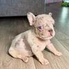 8 WEEK OLD FRENCH BULLDOG