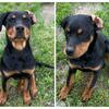 Rottweiler/Presa Canario two females puppies left!