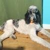 Merle Standard Poodle Stud