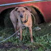 mountain cur female spayed