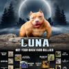 Pocket American Bully puppies🧬🦍 only 3 Males LEFT!