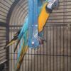 Macaw for trade for African grey 