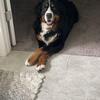 AKC Bernese Mountain Dog stud - Genetically health tested & Clear