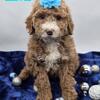 F1b Mini Goldendoodles- Ready Early January