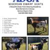 ADGA Nigerian Dwarf Goats